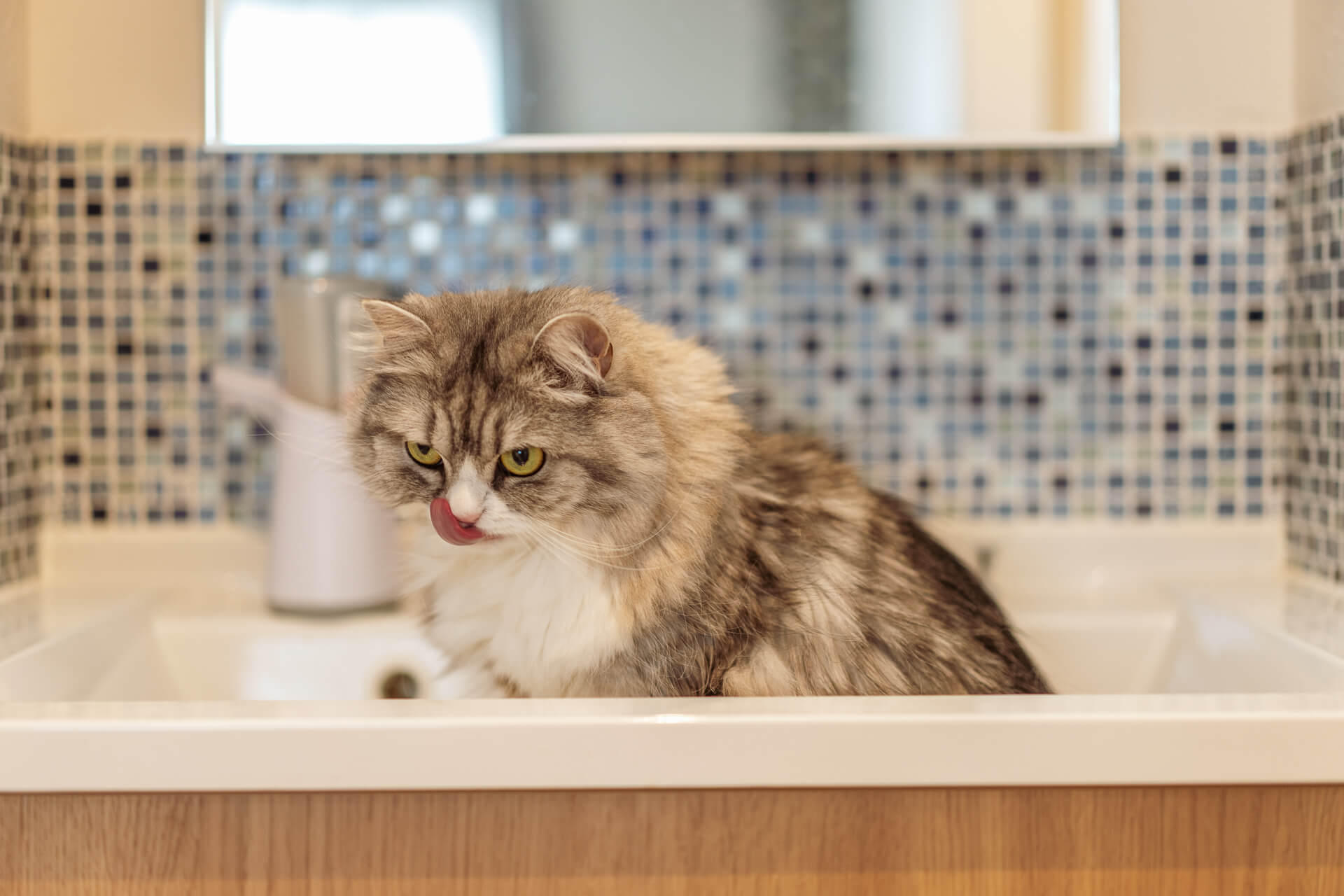 写真：洗面台を占拠してドヤるイヴちゃん