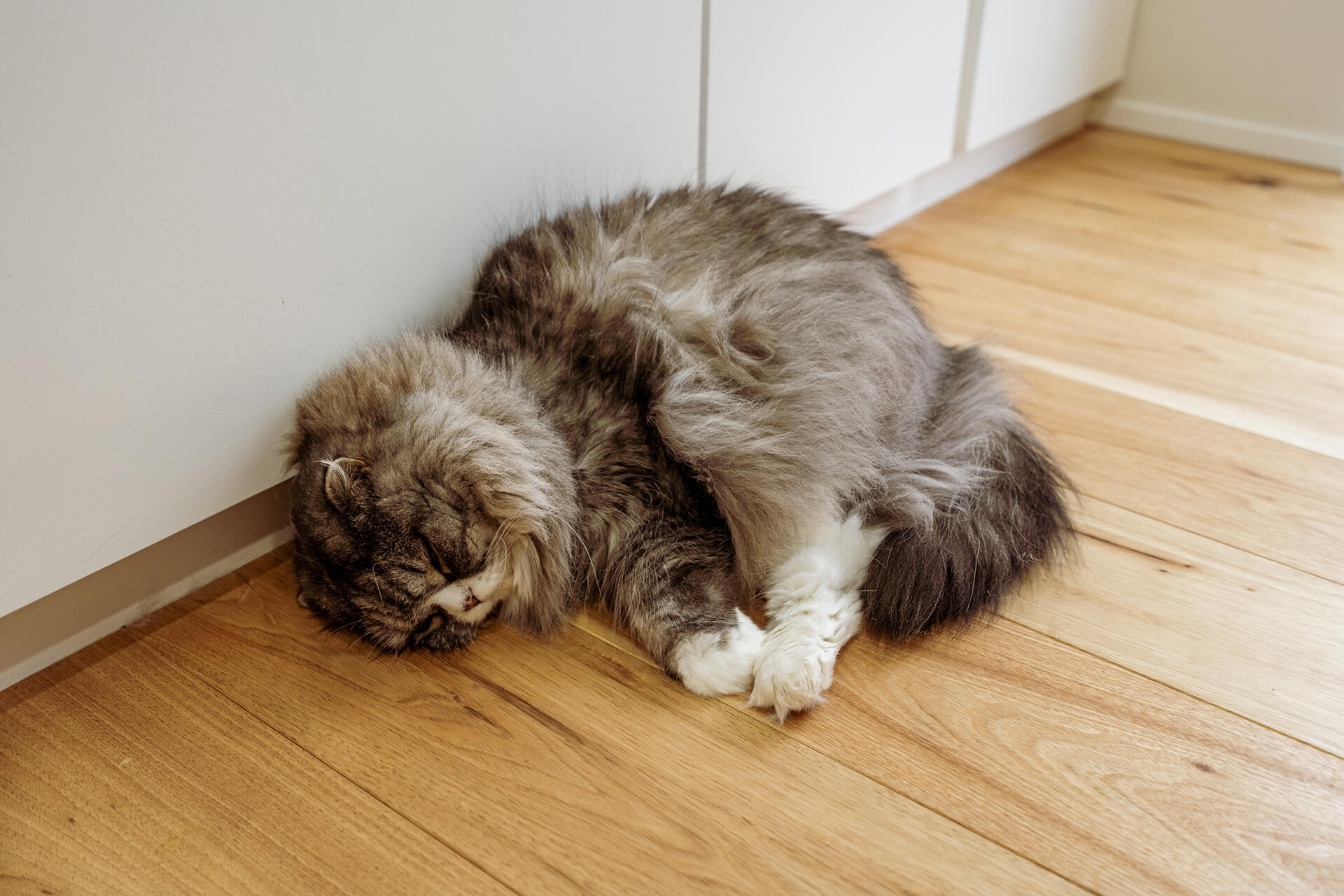 写真：キッチンで寝てるアルくん